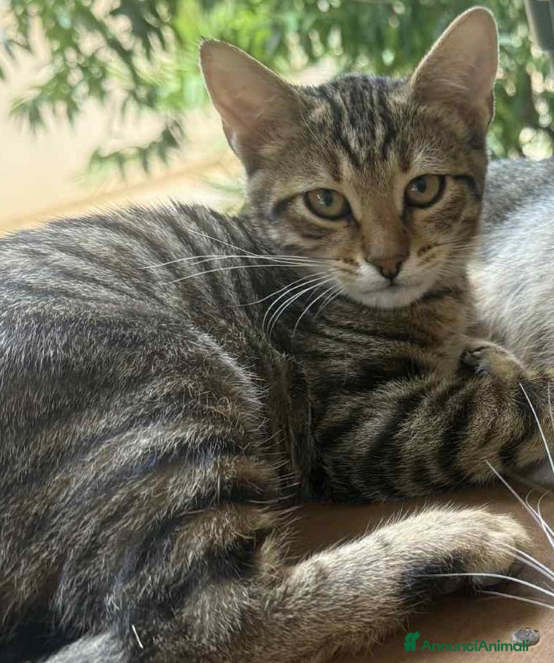 Europeo gatti in regalo: JIMMY, adorabile gattino in adozione! - Annuncio 6