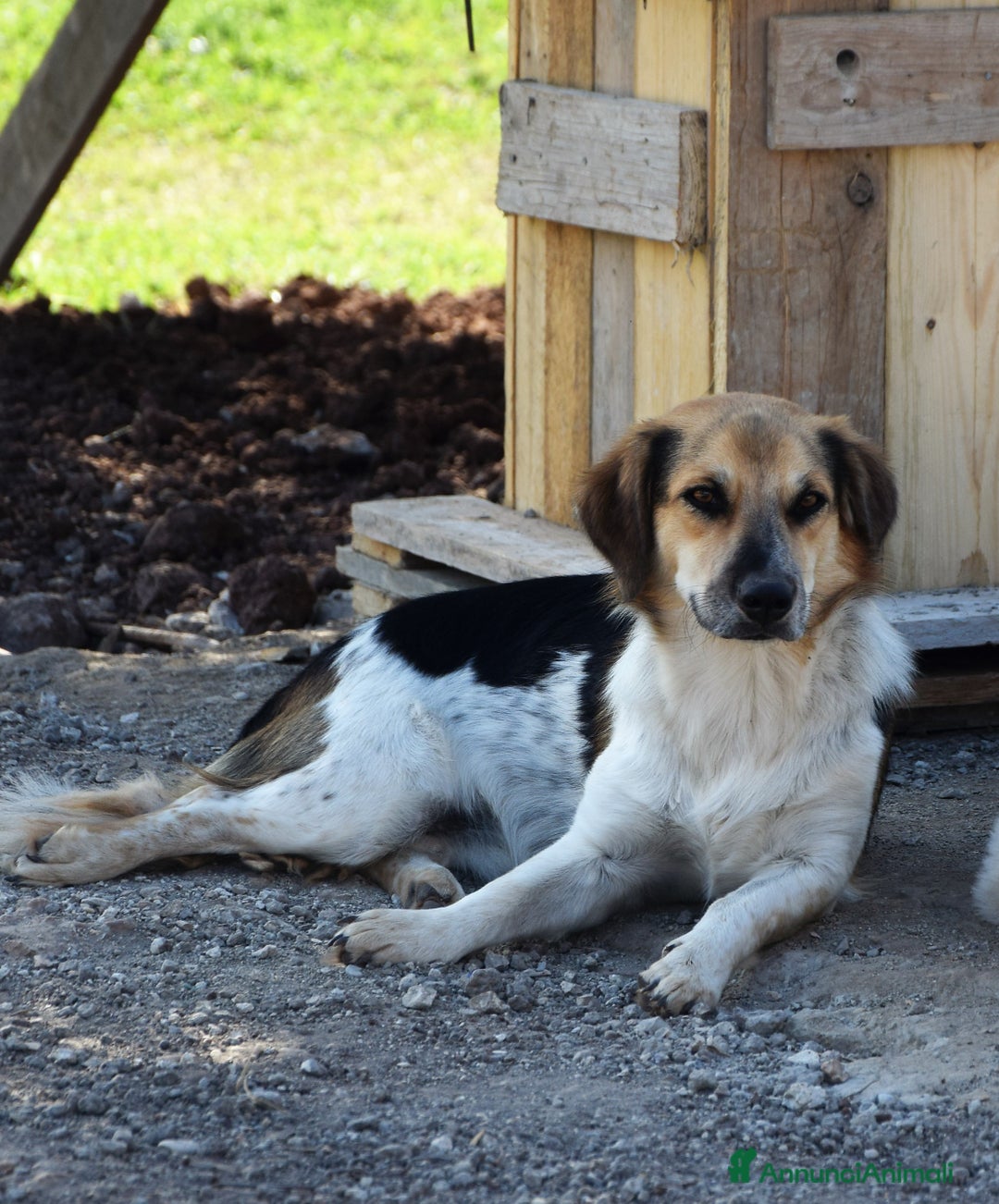 Meticcio cani in regalo: RAOUL,la bonta' a quattro zampette a Pomezia - Annuncio 6
