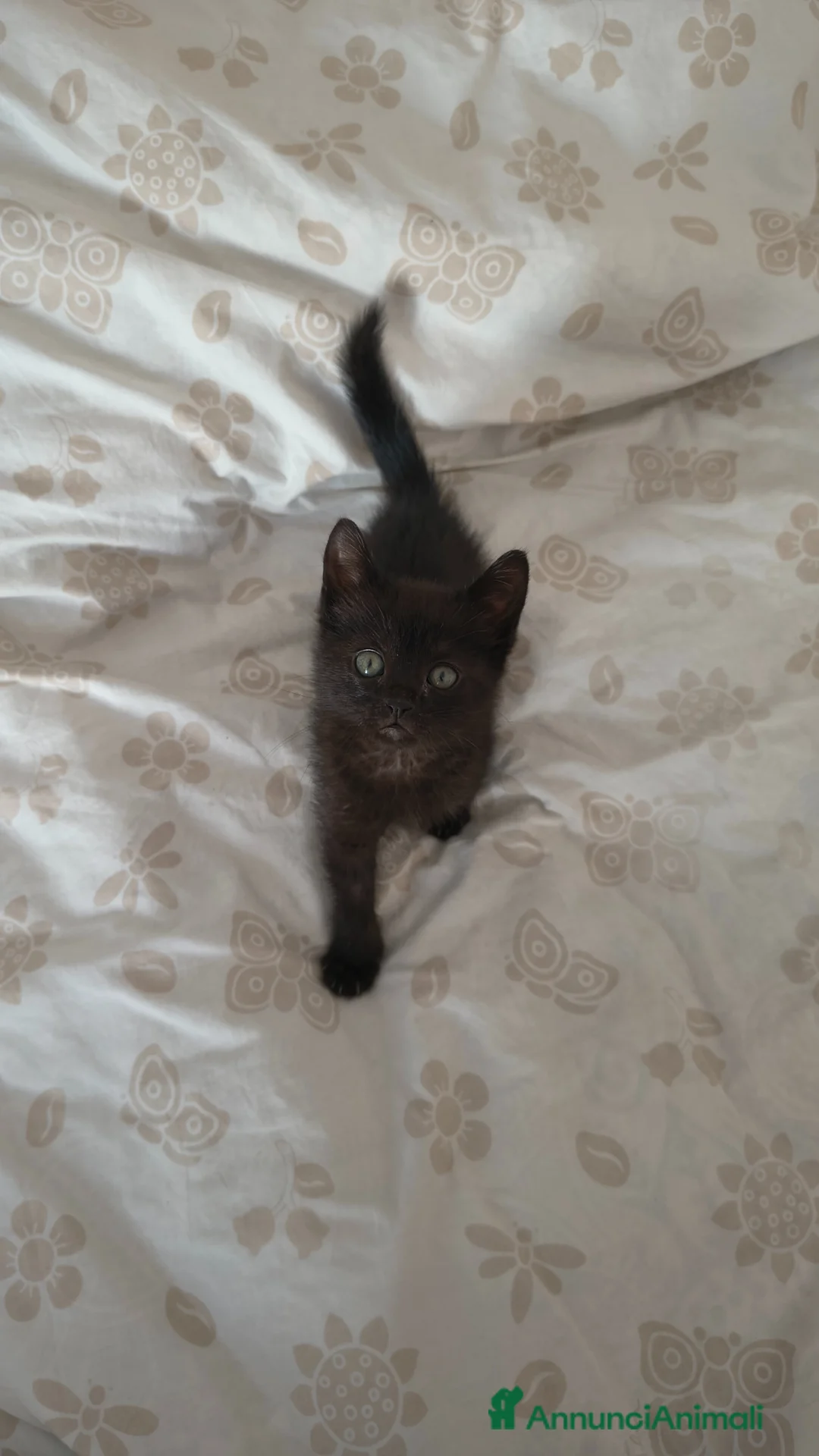 Meticcio gatti in vendita: Gattina di 2 mesi in affido a Pescara  - Annuncio 6