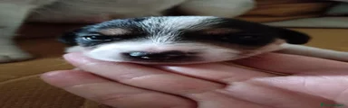 Jack Russell 3