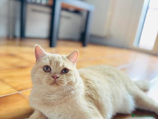 Scottish gatti Scottish straight - Annuncio 3