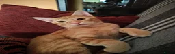 Meticcio gatti in regalo: 6 mesi, sano, ok cani e gatti  - Annuncio 10
