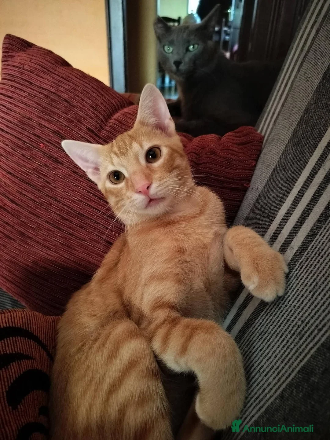 Meticcio gatti in regalo: 6 mesi, sano, ok cani e gatti  - Annuncio 10