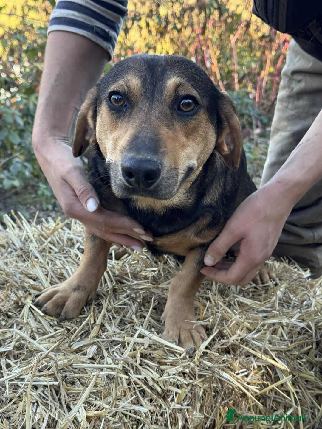 Meticcio cani in regalo: OLIVE, tenera cagnolina dalle ZAMPE CORTE! - Annuncio 3