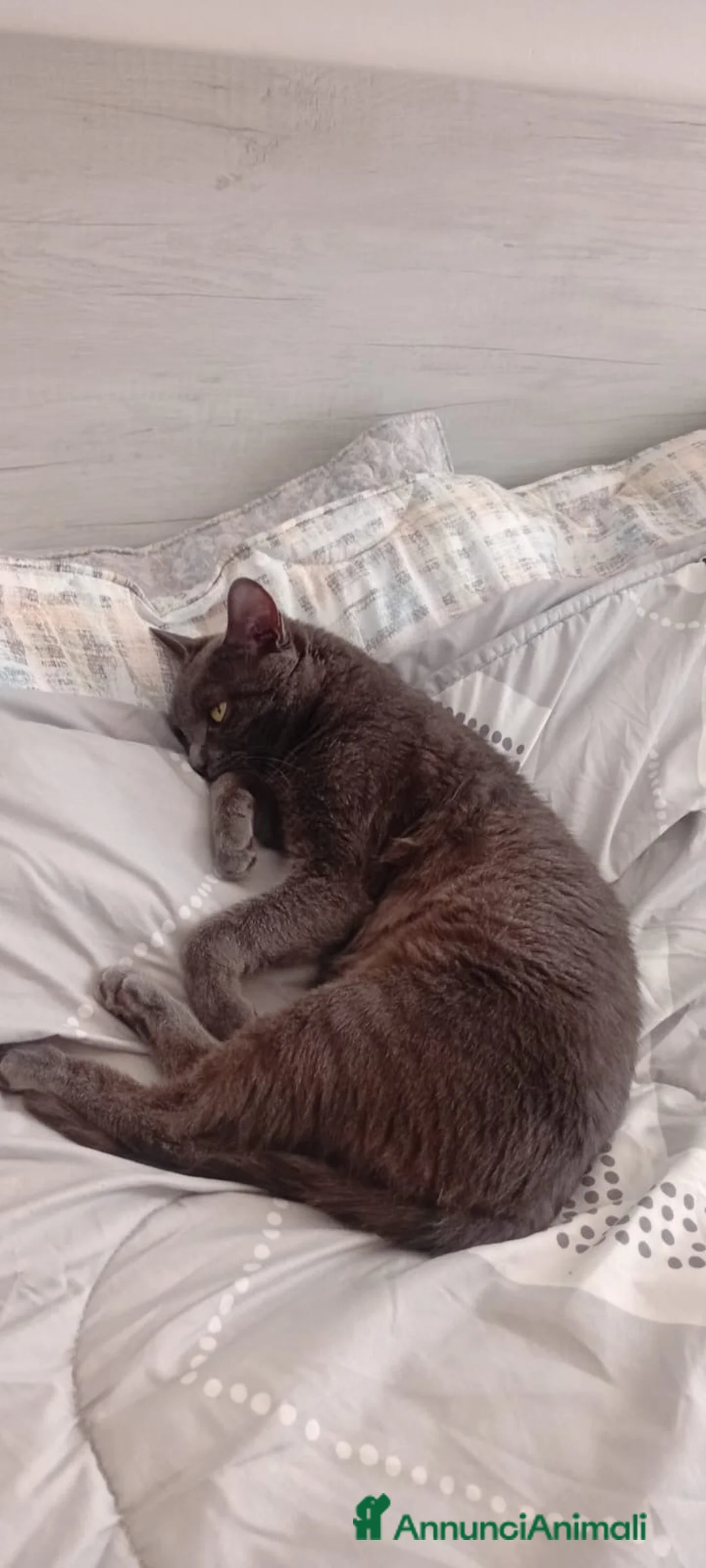 Meticcio gatti in regalo: Dolce gatto Grigio cerca casa - Annuncio 2