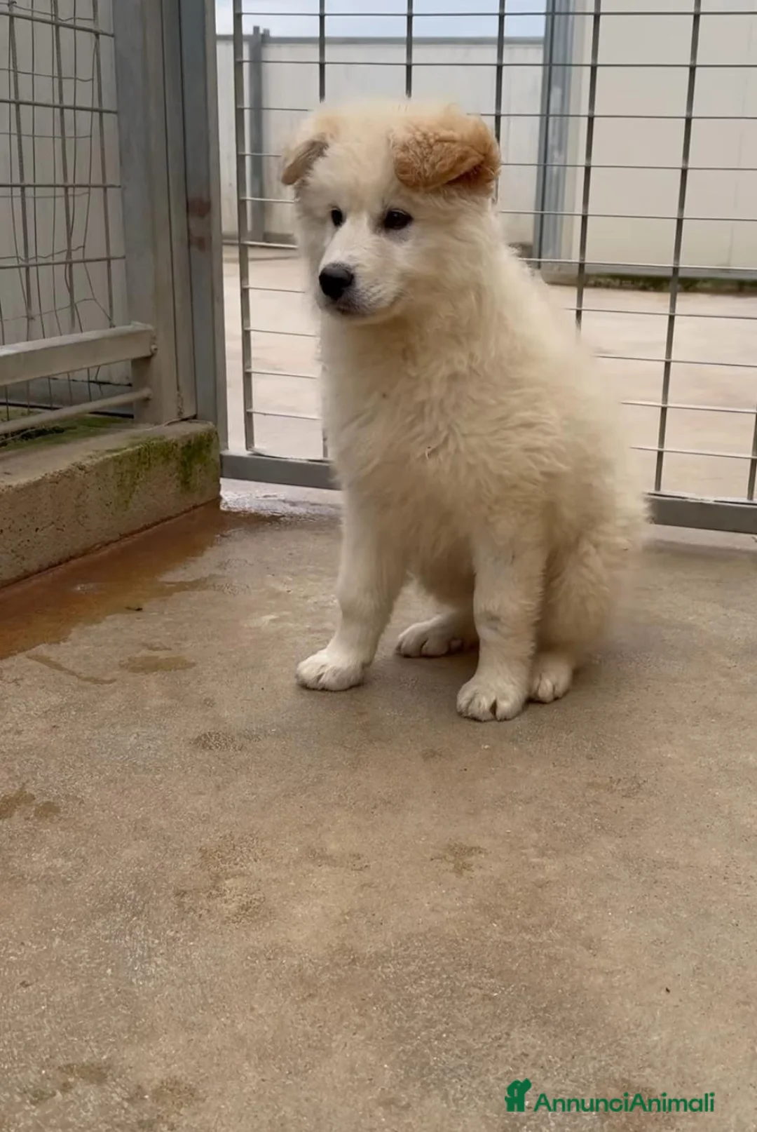 Meticcio cani in regalo: Snow: 4 mesi taglia grande  - Annuncio 4