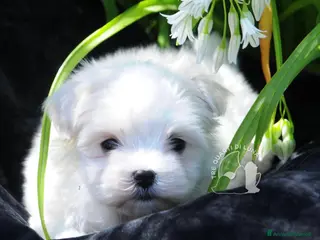 Maltese cani Maltese Toy Cucciolo Trequartidiluna - Annuncio 4