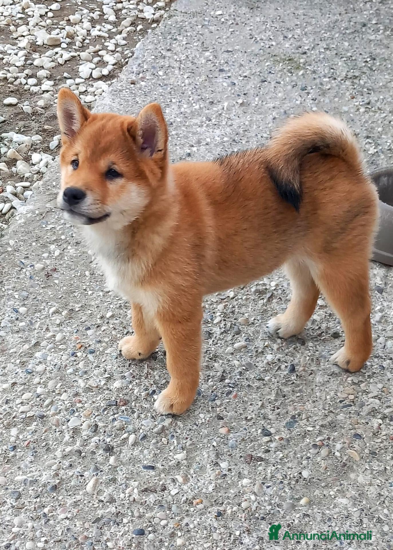 Shiba Inu cani Cuccioli shiba inu con pedigree ENCI  - Annuncio 5