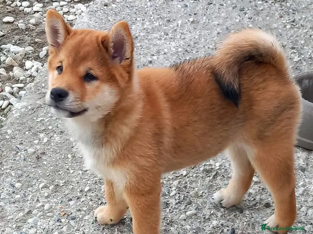 Shiba Inu cani Cuccioli shiba inu con pedigree ENCI - Annuncio 17