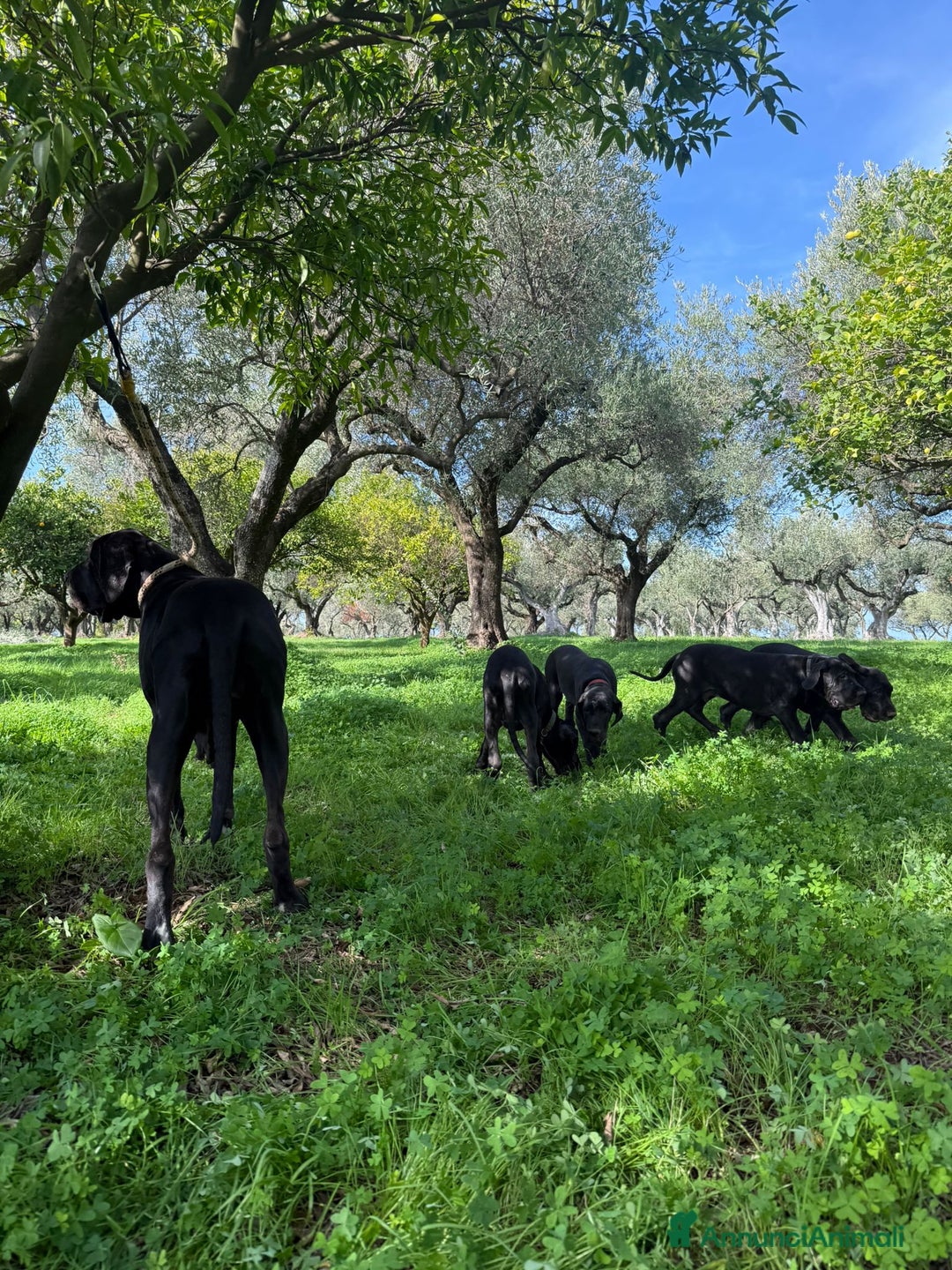 Alano cani in vendita: Cuccioli di Alano nero, ad alta geneaologia - Annuncio 2