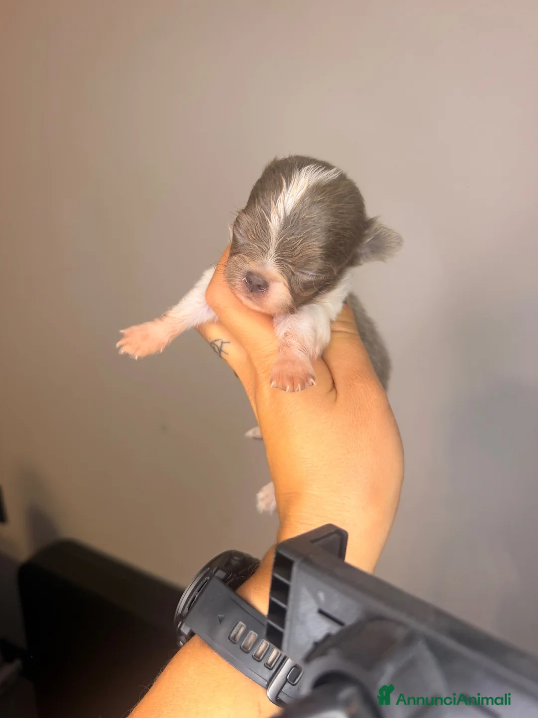 Chihuahua cani in vendita: Cucciolo chihuahua a Pelo lungo  - Annuncio 2
