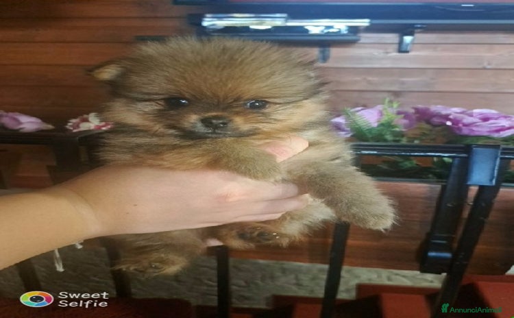 Spitz cani - Annuncio 1