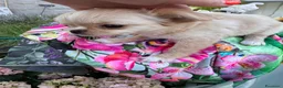 Chihuahua cani in vendita: Bellissimi cuccioli di chihuahua di 3 mesi - Annuncio 2