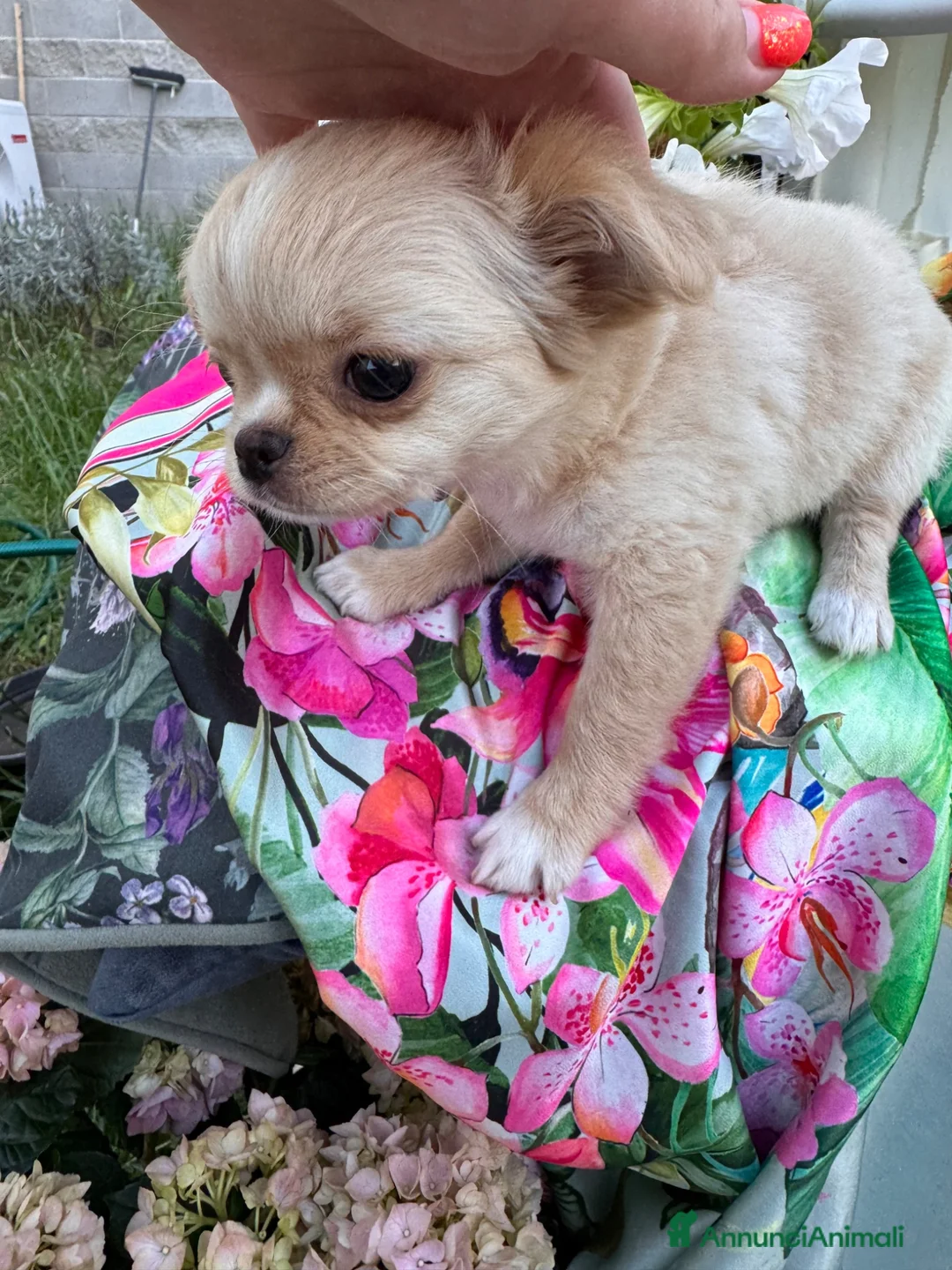 Chihuahua cani in vendita: Bellissimi cuccioli di chihuahua di 3 mesi - Annuncio 2