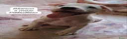 Meticcio cani in regalo: Cuccioli, non hanno chiesto di nascere  - Annuncio 11