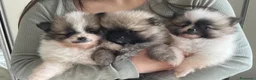 Volpino Pomerania cani in vendita: Adorabili cuccioli di Pomerania disponibili - Annuncio 1