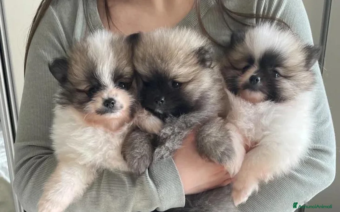 Volpino Pomerania cani in vendita: Adorabili cuccioli di Pomerania disponibili - Annuncio 1