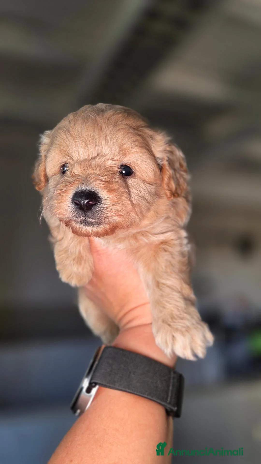 Meticcio cani in vendita: Pomapoo (barboncino, spitz, volpino) - Annuncio 8
