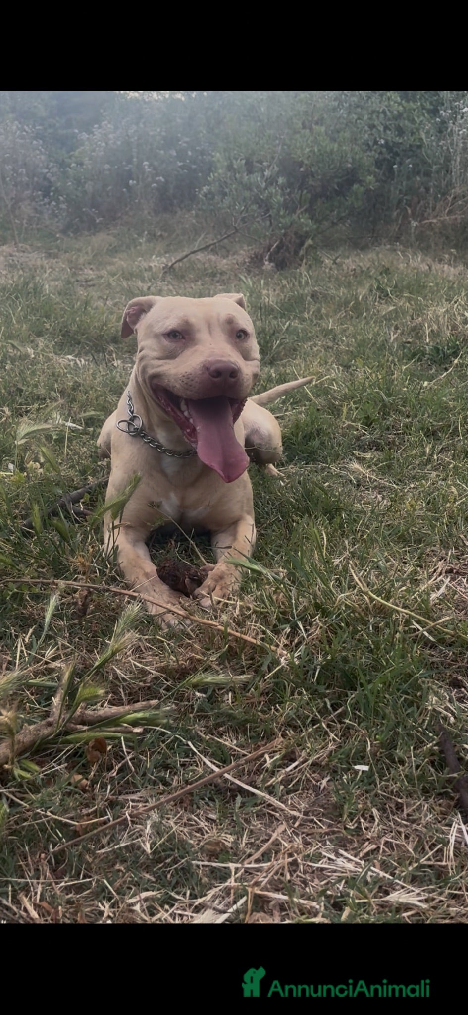 Pitbull cani  Monta Pitbull ukc  - Annuncio 4
