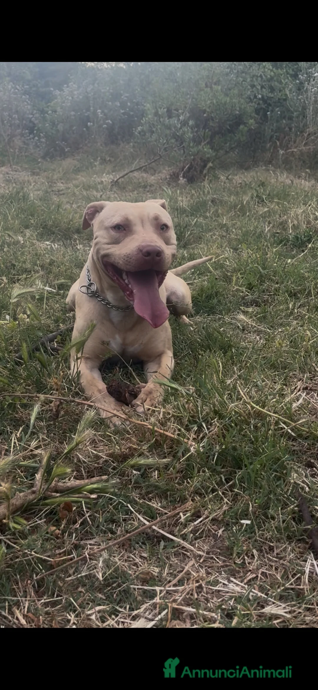 Pitbull cani per accoppiamento:  Monta Pitbull ukc  - Annuncio 1