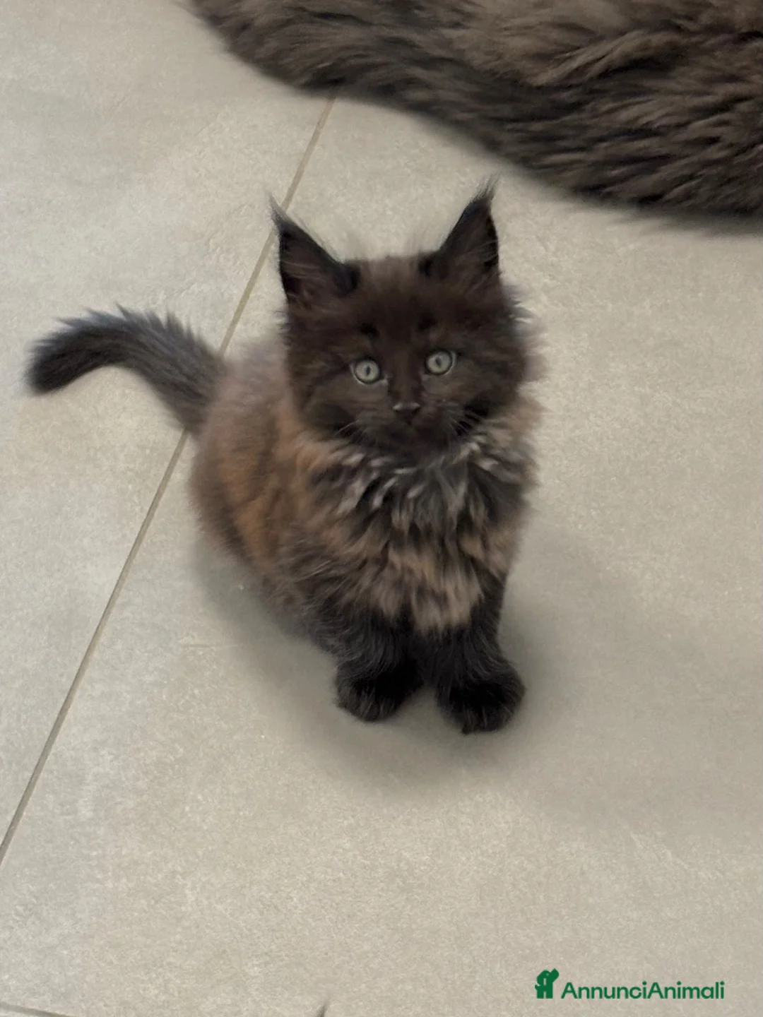 Maine Coon gatti in vendita: cuccioli di maine coon a Provincia di Como - Annuncio 2