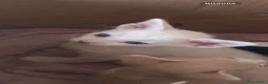 Sphynx Gattino 2