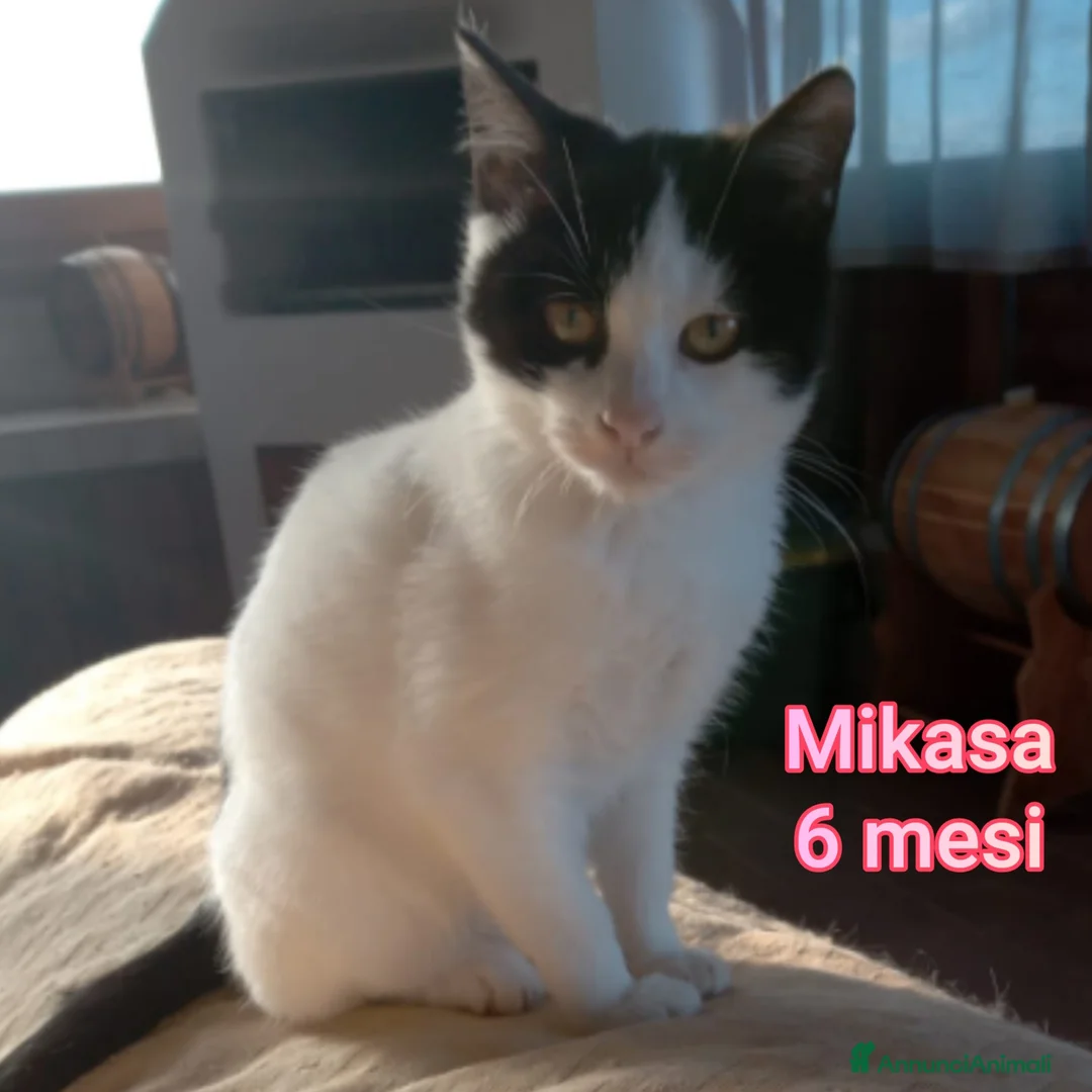 Altre razze gatti in regalo: MICINI: SIAMO AL COLLASSO! - Annuncio 4