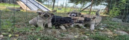 Meticcio cani in regalo: Regalo cuccioli - Annuncio 9