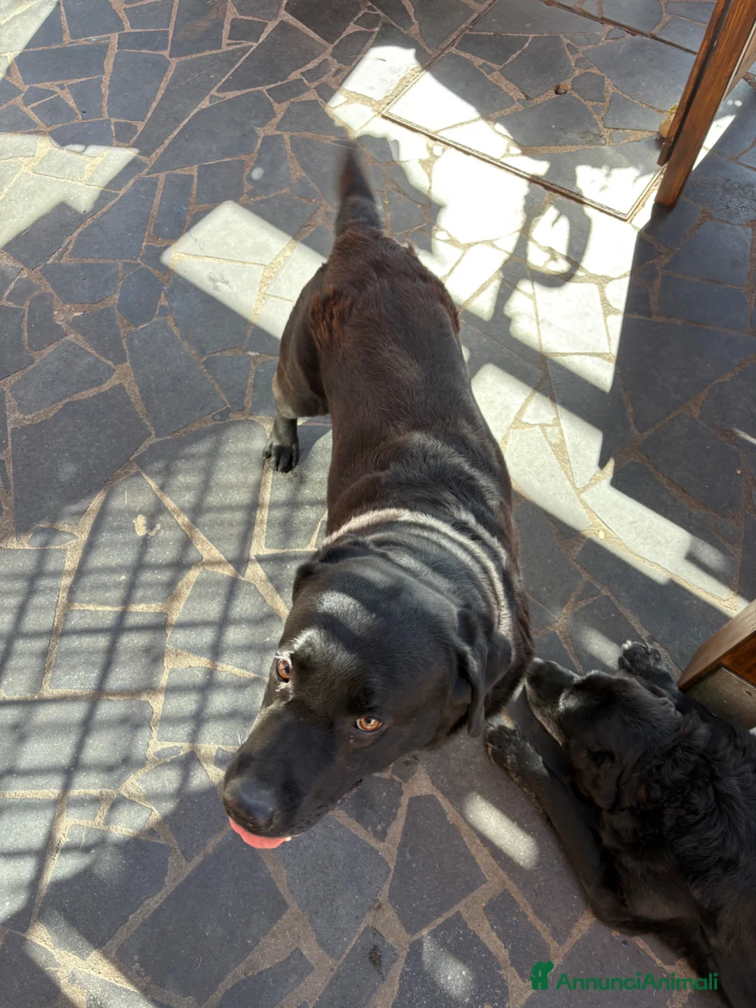 Labrador cani per accoppiamento: blu cerca fidanzata (non vogliamo soldi) - Annuncio 2