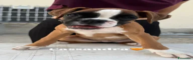 Cassandra