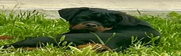 Rottweiler cani in vendita: Vendesi Cucciole Femmine a Provincia di Salerno - Annuncio 2