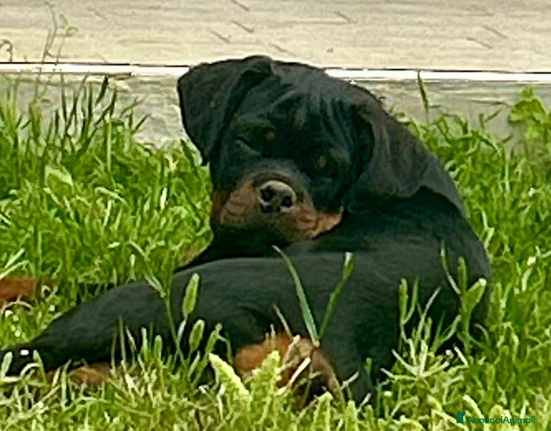 Rottweiler cani in vendita: Vendesi Cucciole Femmine a Provincia di Salerno - Annuncio 2