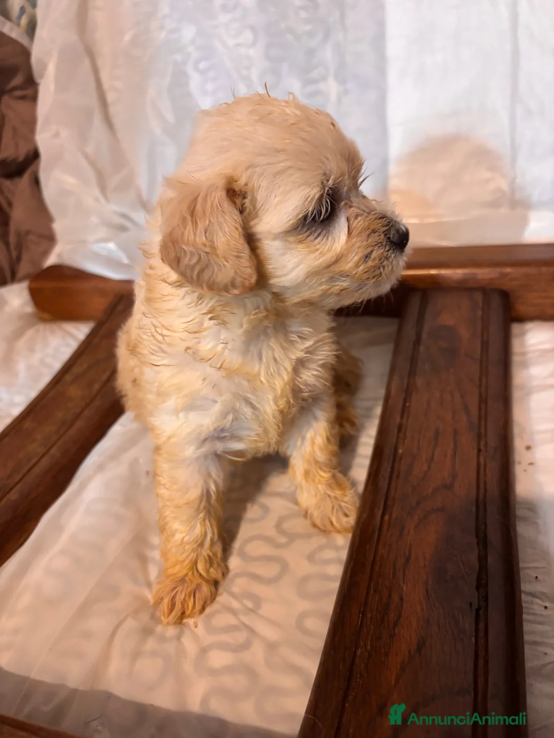 Maltipoo cani in vendita: Cuccioli di Maltipoo - Annuncio 13