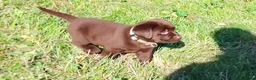 Labrador cani in vendita: Cucciola labrador cioccolato  - Annuncio 7