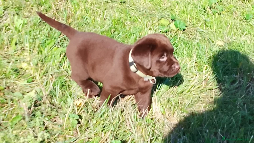Labrador cani in vendita: Cucciola labrador cioccolato  - Annuncio 7