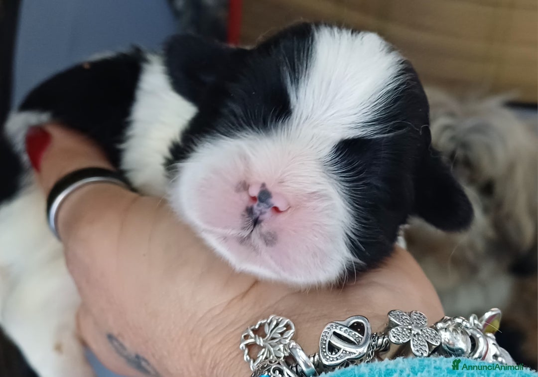 Shih Tzu cani in vendita: Cuccioli shih-tzu  - Annuncio 2