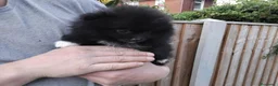 Volpino Pomerania cani in vendita: Bellissimi Cuccioli di Pomerania  a Città metropolitana di Milano - Annuncio 4