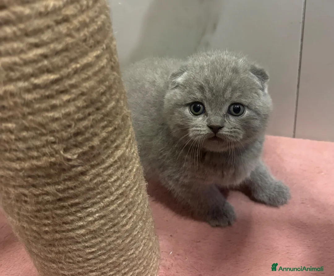 British gatti in vendita: Scottish fold sthrait  - Annuncio 1