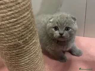 British gatti Scottish fold sthrait - Annuncio 1