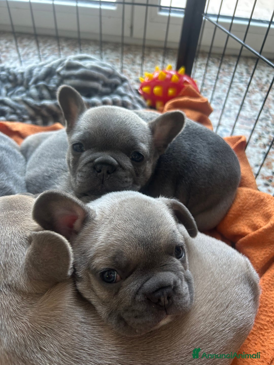 Bulldog Francese cani in vendita: Bulldog Francesi Blue  - Annuncio 2