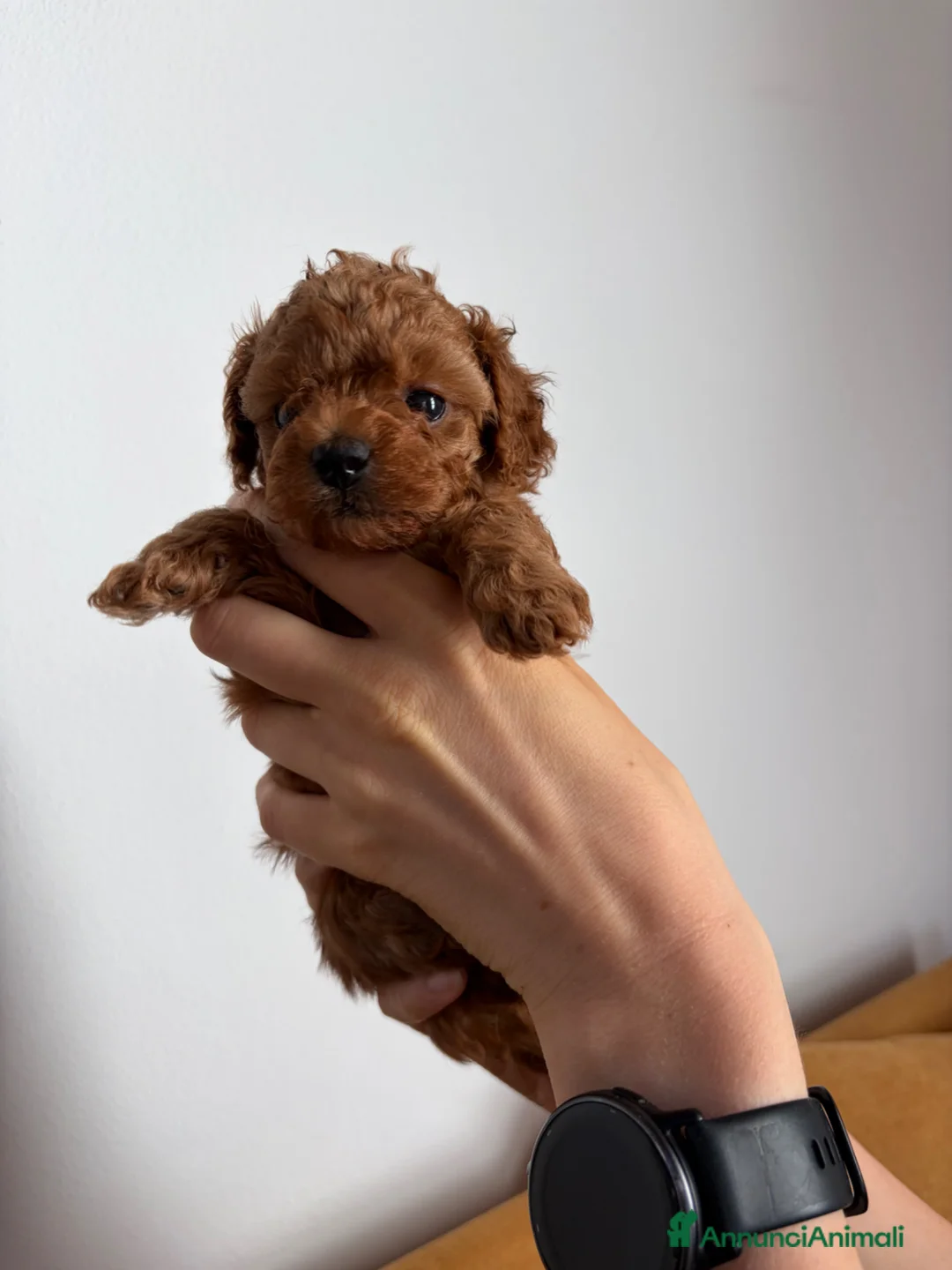 Barboncino Toy cani in vendita: Barboncini Toy Red - Annuncio 1