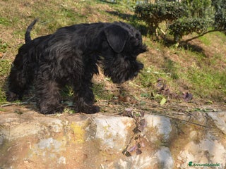 Mini Schnauzer cani cucciolo schnauzer nano - Annuncio 1