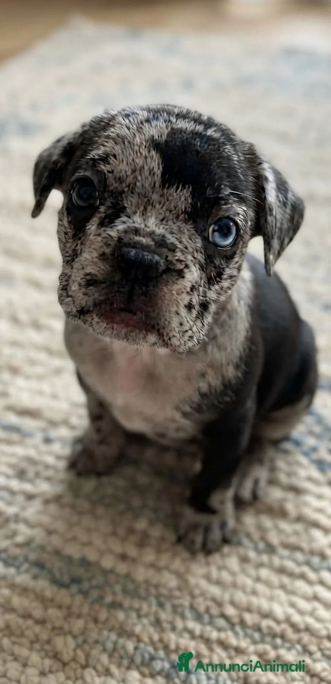 Bulldog Francese cani in vendita: Cucciola di bulldog francese  - Annuncio 3