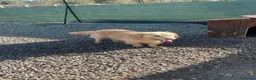 Meticcio cani in regalo: OSCAR, simil Golden, zampette corte  - Annuncio 6