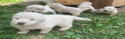 Pastore Abbruzzese Maremmano cani in vendita: Vendita cucciolo Pastore Maremmano  - Annuncio 9