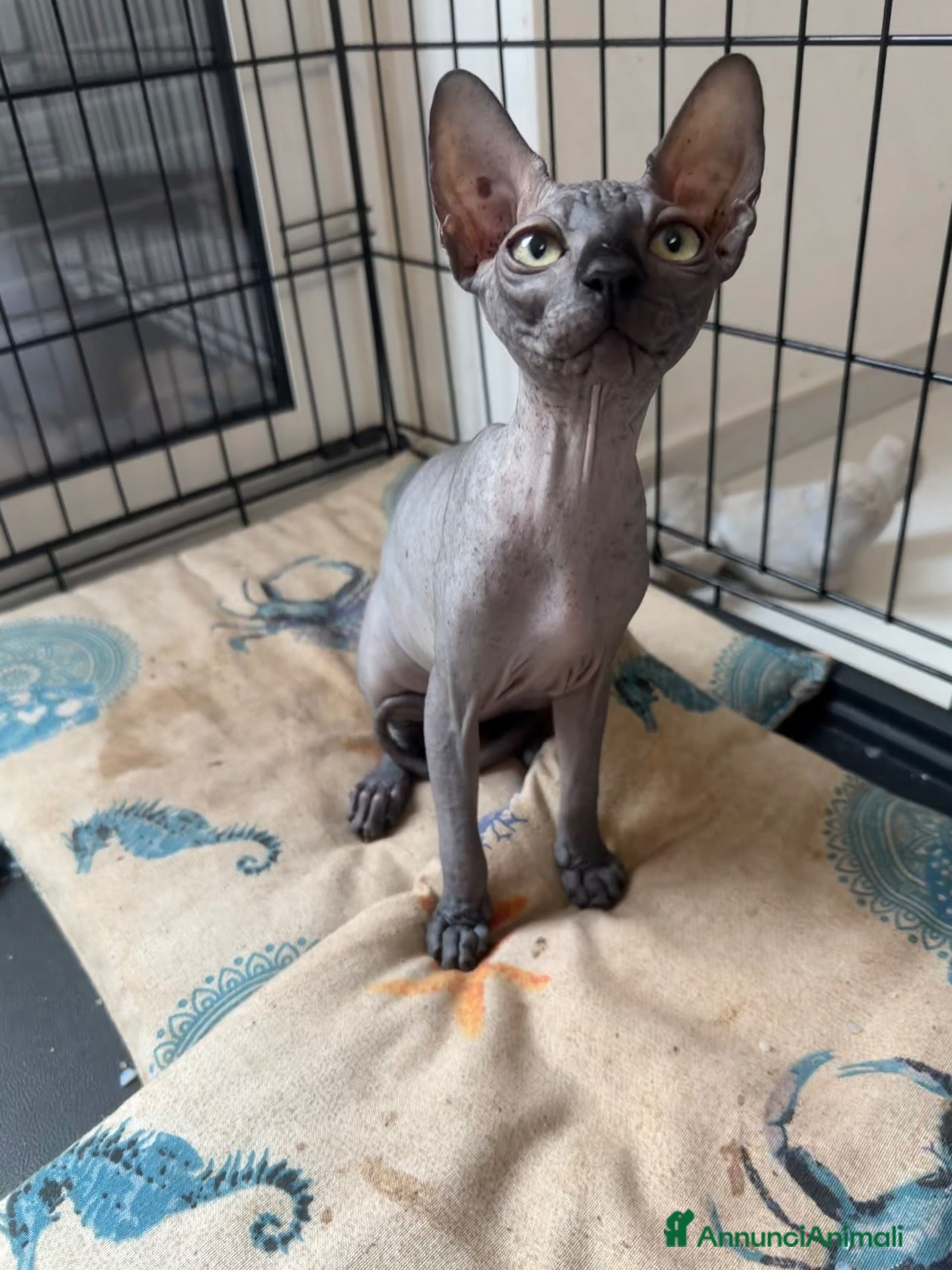 Sphynx gatti  cucciola di sphynx  - Annuncio 12