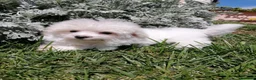 Maltese cani in vendita: CUCCIOLI DI RAZZA MALTESE - Annuncio 6