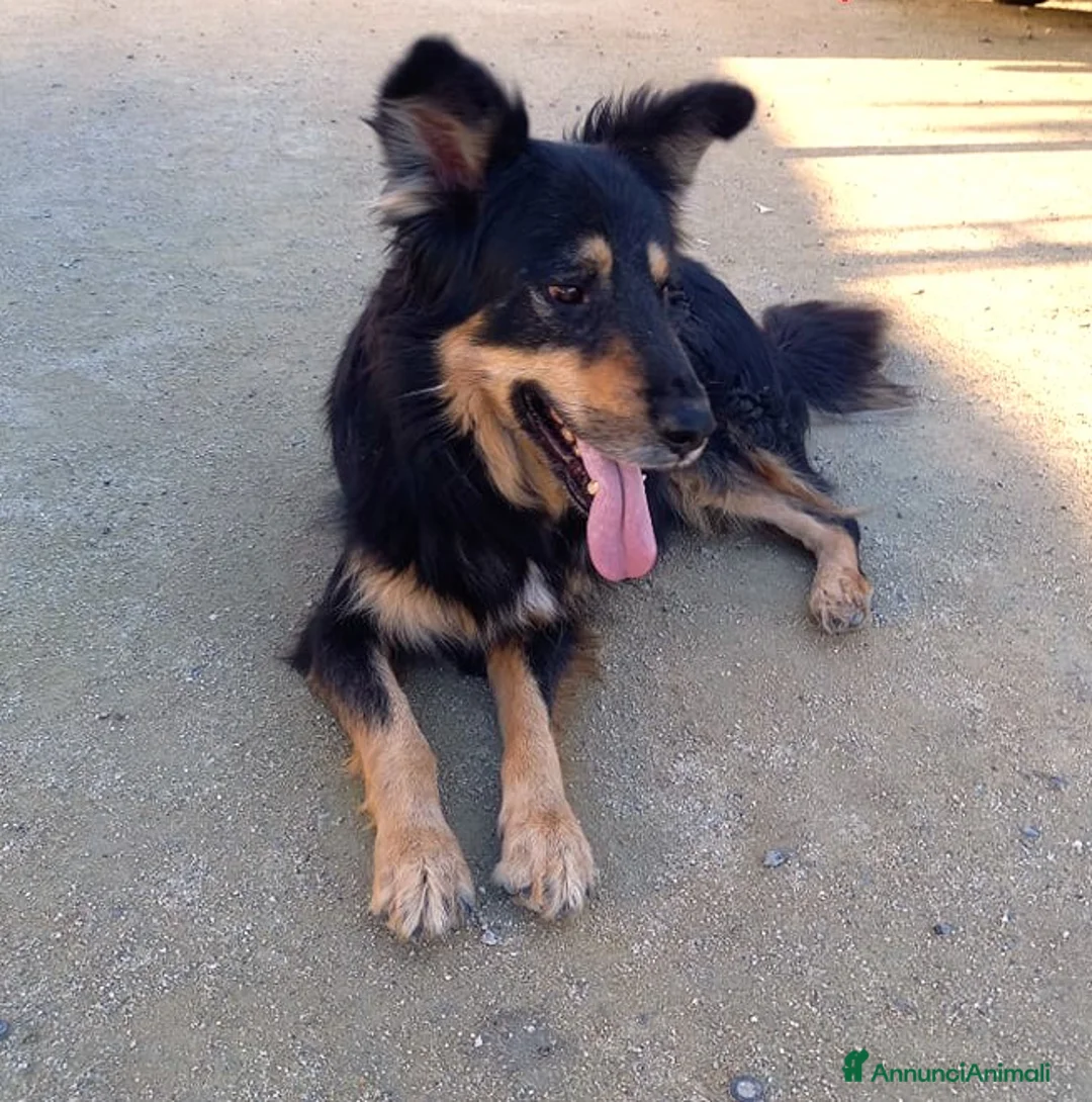 Meticcio cani in regalo: buonissimo will in regalo col cuore a Città metropolitana di Catania - Annuncio 4