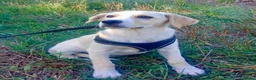 Meticcio cani in regalo: Adele - Annuncio 4
