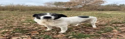 Meticcio cani in regalo: Valentina a Provincia di Viterbo - Annuncio 1